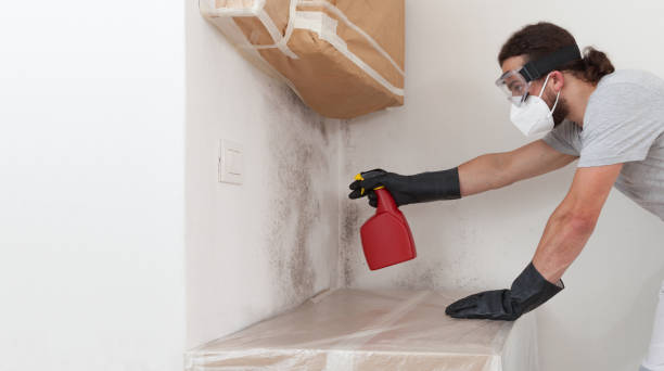 Basement Mold Remediation treatment on basement walls in Mebane