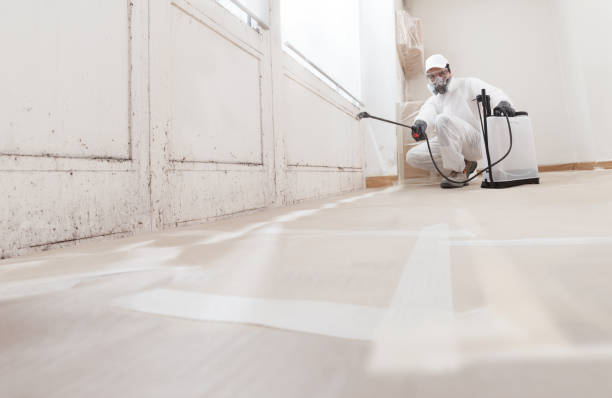 Black mold remediation team in Mebane