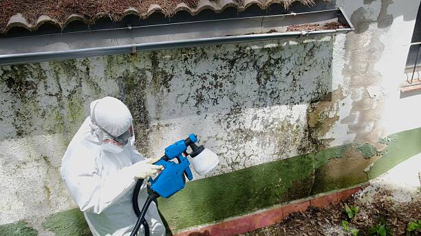 Mold Remediation service in Mebane, Mebane, NC